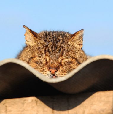 shutterstock_383567995-kat-op-plat-dak-1200