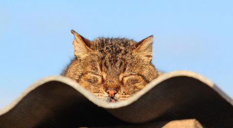 Isolatie van een plat dak