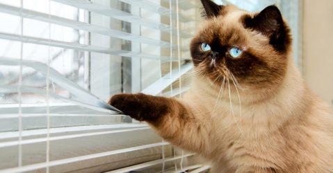 Welke soorten glas zijn er?