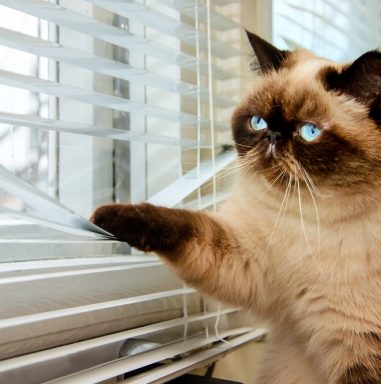 Glas beeld kattenplaatje